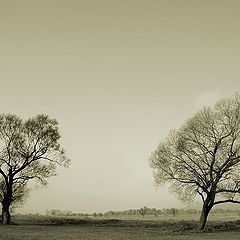 фото "two trees"