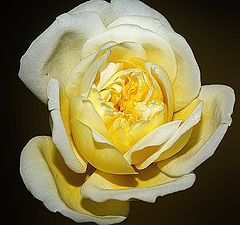 фото "The Beautiful Yellow Rose..."