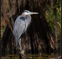 photo "Cold Heron"