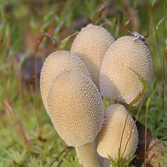 photo "Clean mushroom's"