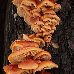 фото "Последние грибы"