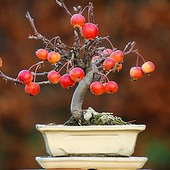 фото "Bonsai Malus"