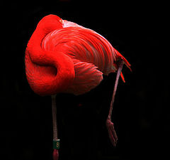 фото "10636b Pink flamingo dreams"