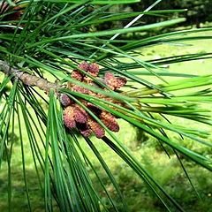 photo "Cedar"