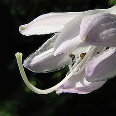 photo "Hosta"