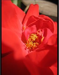 фото "Rose"