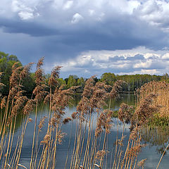 photo "Cane"