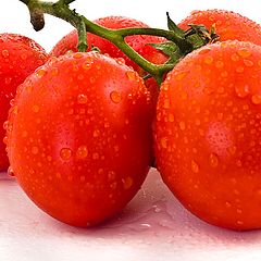 фото "Tomatoes"