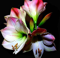 photo "Amaryllus"