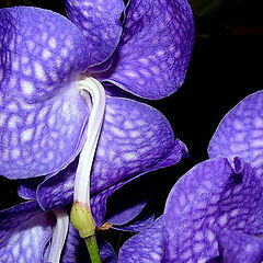 photo "blue orchid"