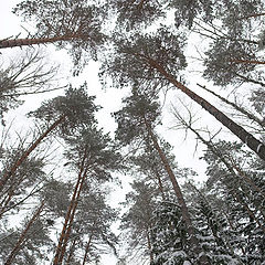 photo "In the forest"