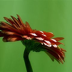 photo "Gerbera"