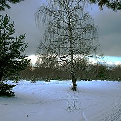 фото "Зима в Серебряном Бору"