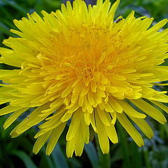 фото "a sunny flower"