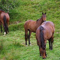 photo "Hello !"