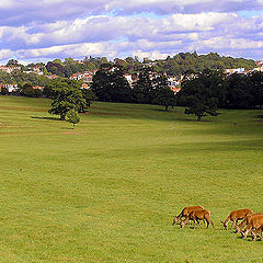 photo "Animals inside of city"