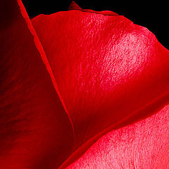 photo "RED"