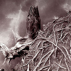 photo "root"
