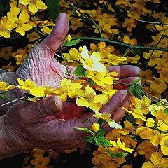 фото "old hands and yellow flowers"