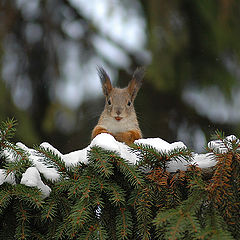 photo "A bun :)"