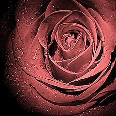 фото "A rose"