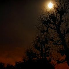 photo "moon over trees"
