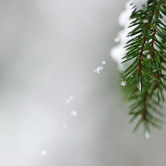 фото "Snow-flakes"