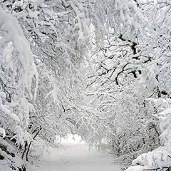 фото "Зима в урочище Кизил-Коба"