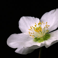 photo "Helleborus"