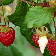 photo "fruits"