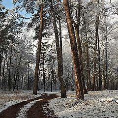 фото "Зима настала"