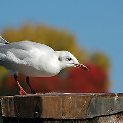 photo "Tchaika"