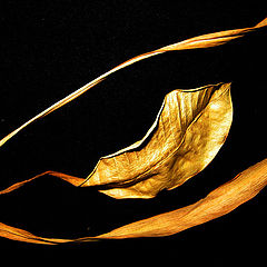 photo "Gold"