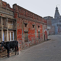 photo "Sacred Cow"