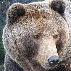 photo "Braun bear."