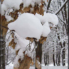 photo "Under the snow cap"