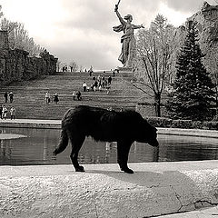 photo "Black dog"