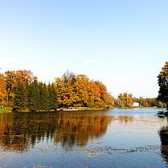 photo "Reflection"