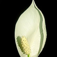 photo "The white flower..."