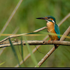 photo "Bird"