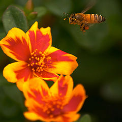 фото "Supper of a bee"