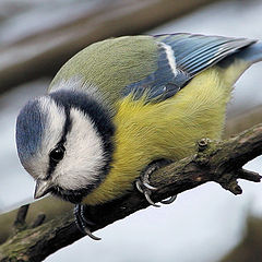 photo "Parus caeruleus (2)"