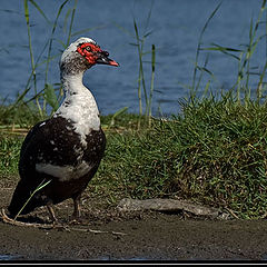 photo "Bird"