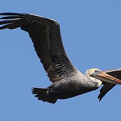 photo "Pelican"