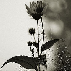 photo "more than this..."