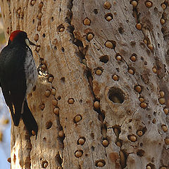 фото "Дятел/Woodpecker"