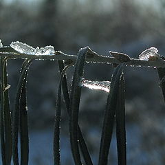фото "Ледяные гусеницы"