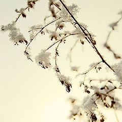 photo "***"