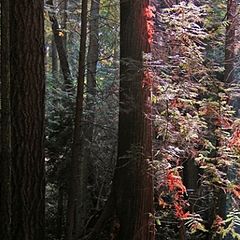 фото "Belvedere Forest"