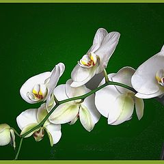 фото "Orchid compo 1"